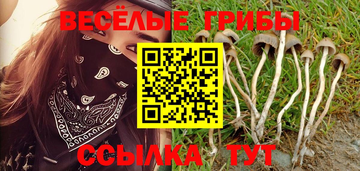 Псилоцибиновые грибы Psilocybe  Вход с VPN  Осинники 
